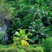 Fond Ferdinand Praslin