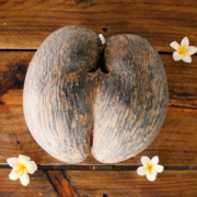 coco-de-mer
